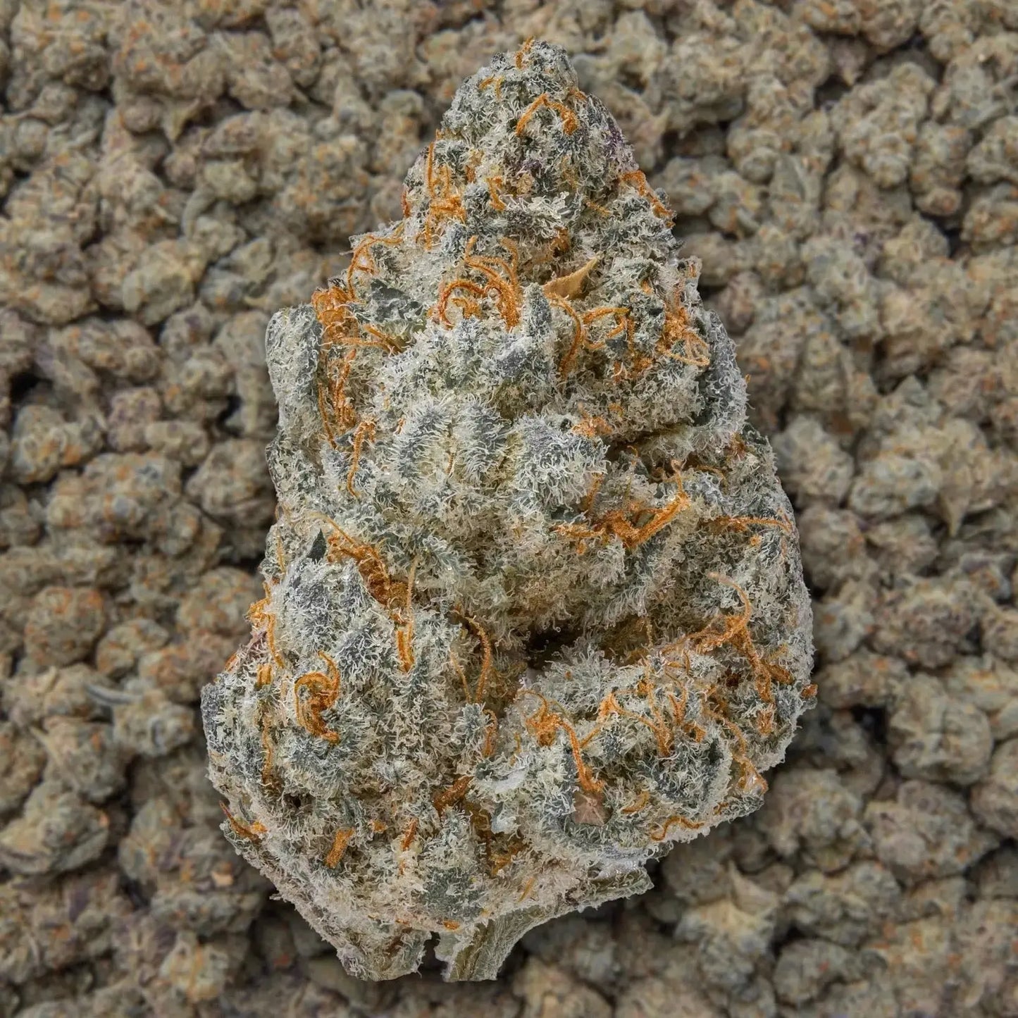 Guava Smalls THCa Flower supergreenshempco