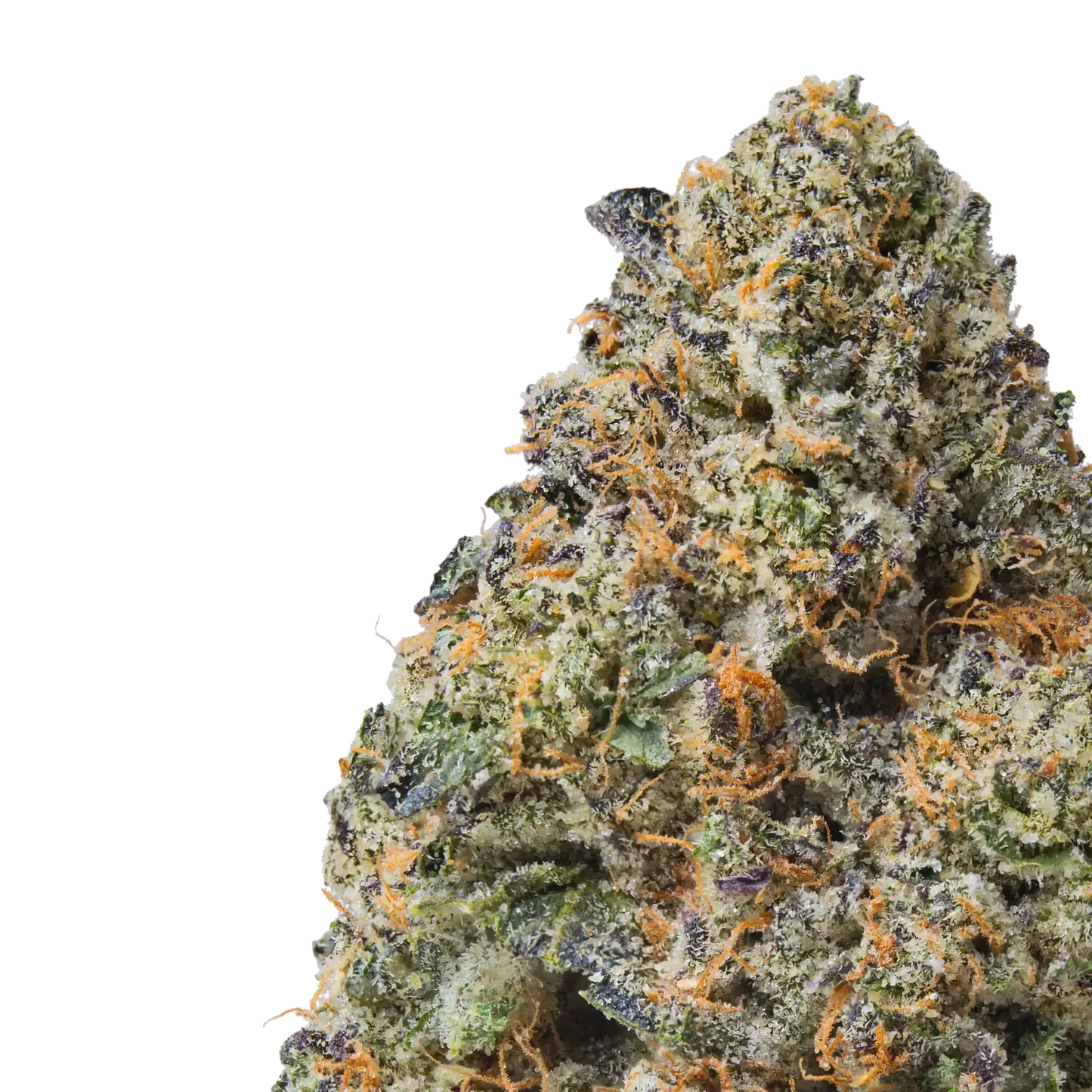 Purple Passion close up