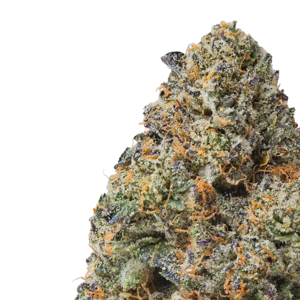 Purple Passion close up