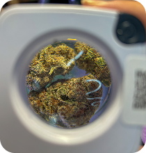 THCA 3.5 Grams Best in US