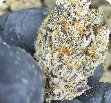 Thca Flower best in USA