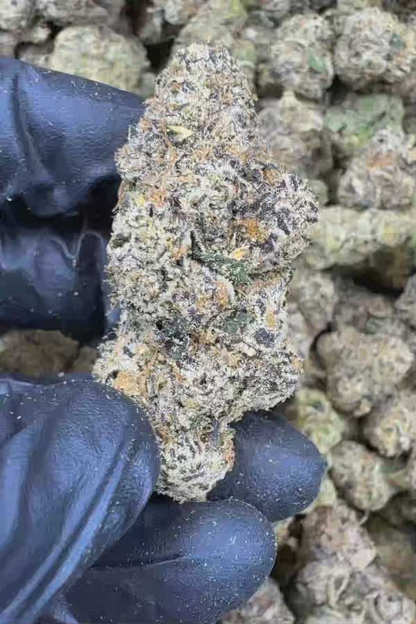 Glitter Bomb Exotic Flower