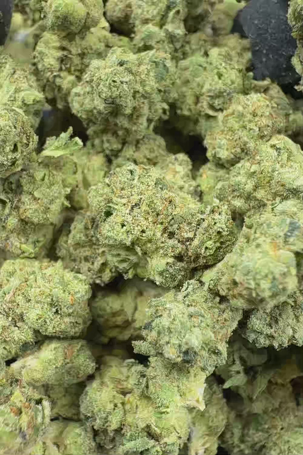 G force smalls Flower