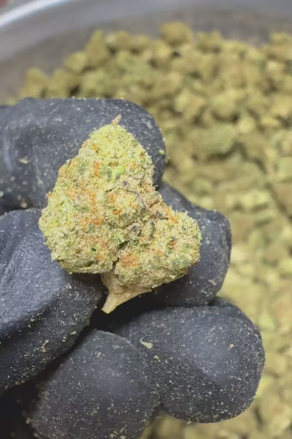 Northern Lights Smalls Flower