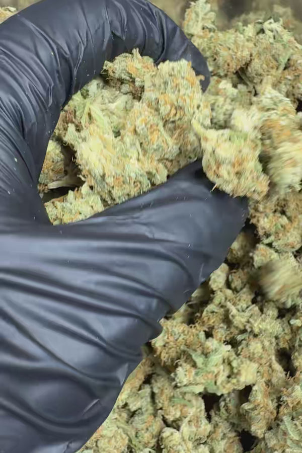 Blue Dream Smalls Flower