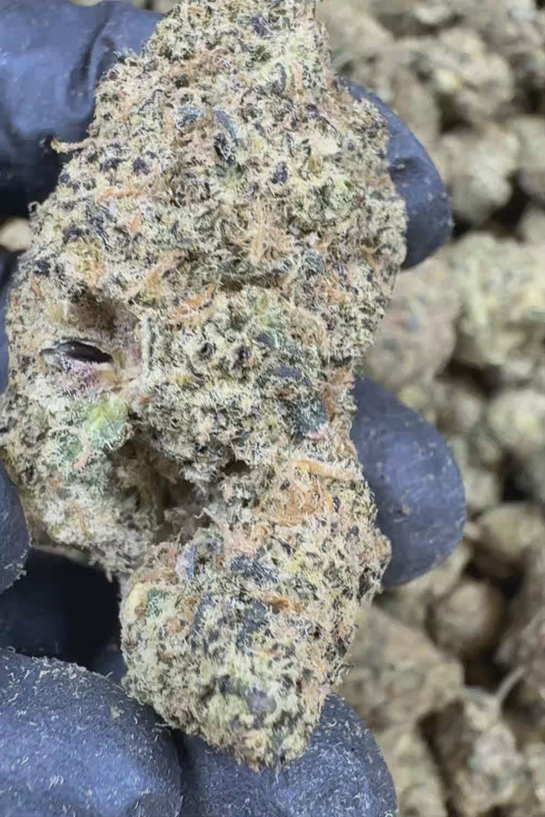 Blue zooties exotic Flower