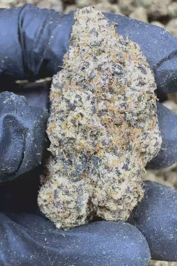 Silver spoon exotic Flower