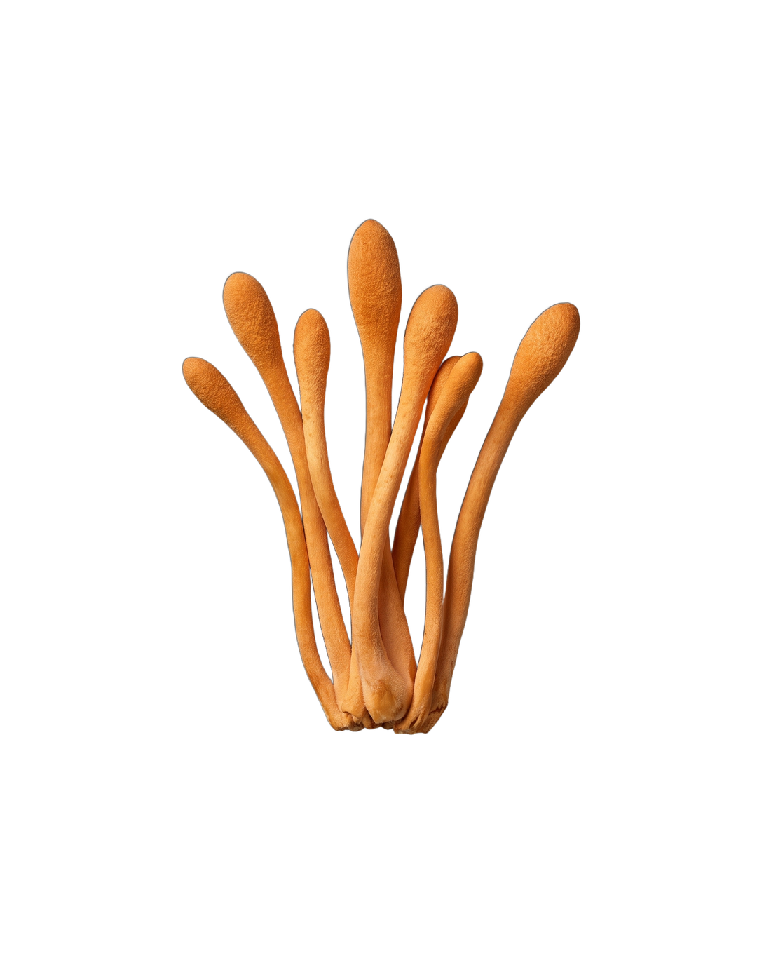 Cordyceps militaris mushroom