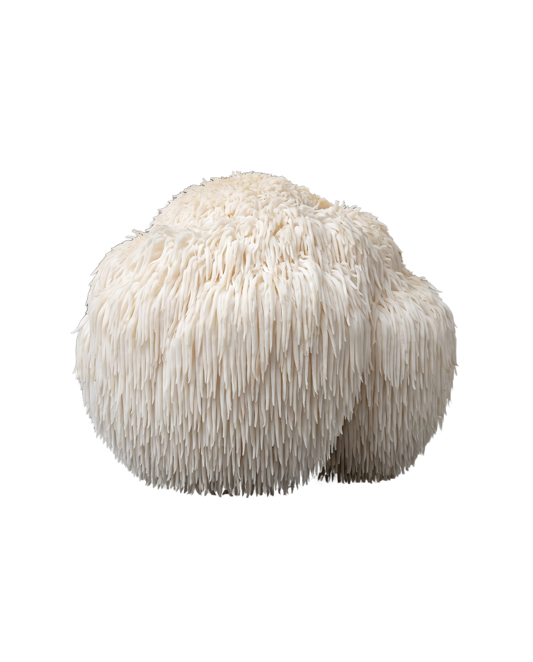 Lion's Mane mushroom, Hericium erinaceus