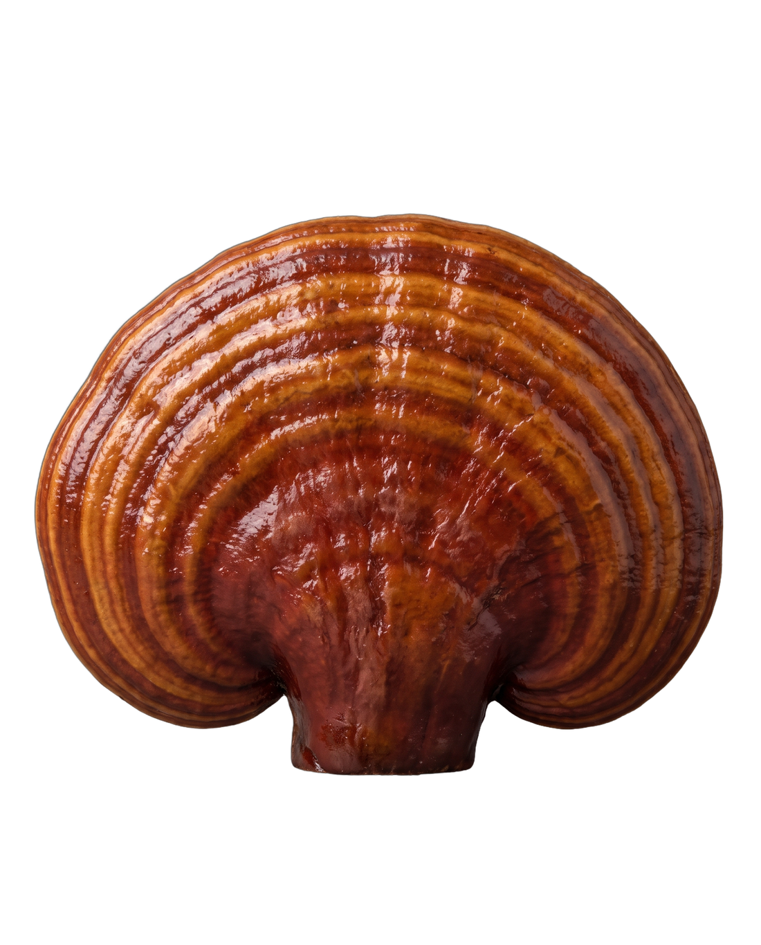 Reishi mushroom, Ganoderma lucidum