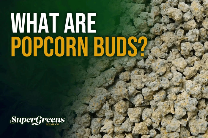What are Popcorn Buds?