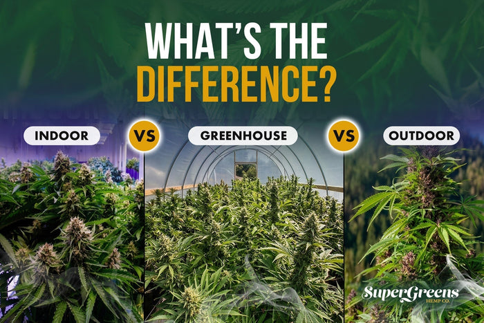 Indoor vs Outdoor vs Greenhouse THCA Flower
