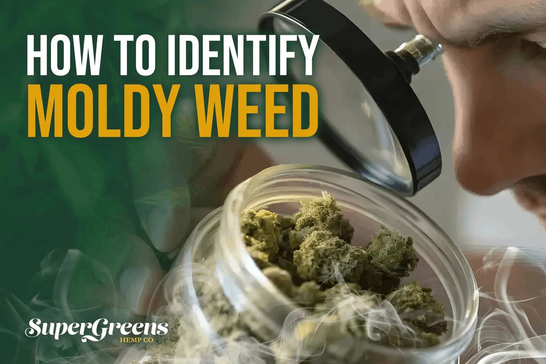 How to Identify Moldy Weed