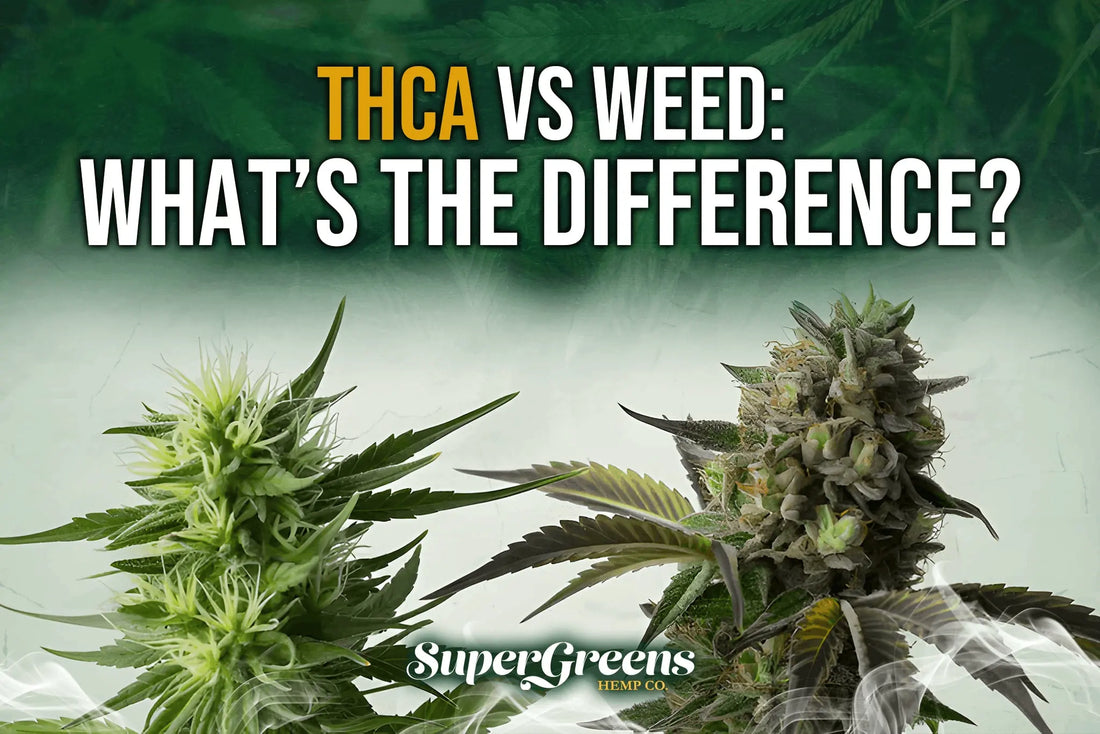THCA vs Weed: What’s the Difference?