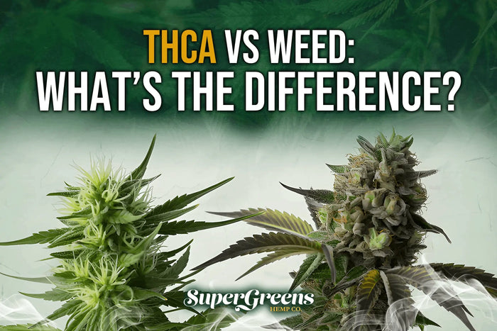 THCA vs Weed: What’s the Difference?