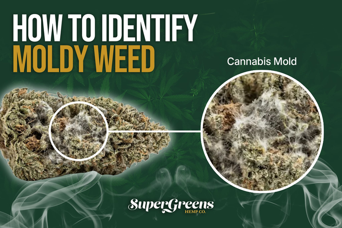 mold on weed image
