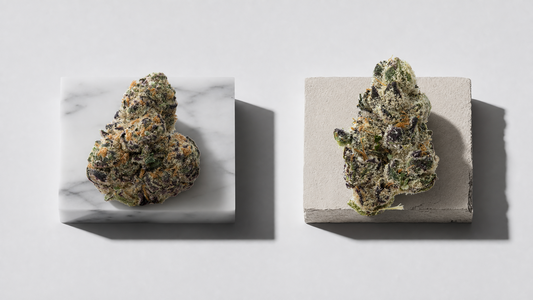 THCa Flower vs Dispensary Weed: What’s the Difference? 