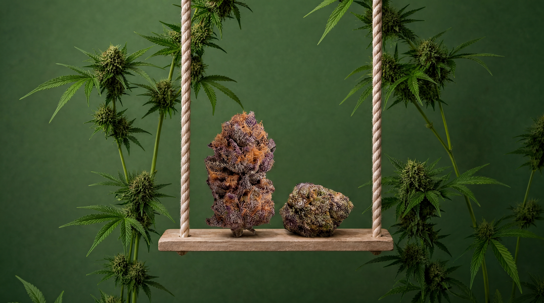 Best THCa Strains for Beginners 