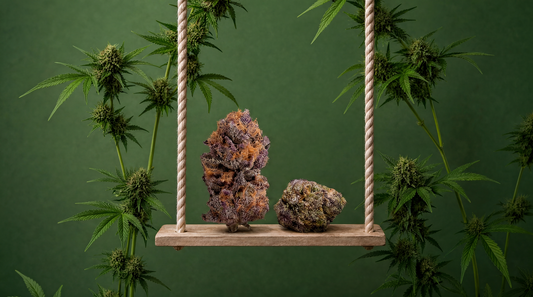 Best THCa Strains for Beginners 