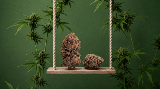 Best THCa Strains for Beginners 