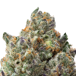 Animal Face THCa Flower macro