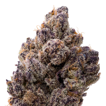 Berry Blender THCA Flower macro