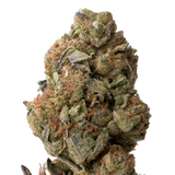 Gorilla Glue #4 THCA Flower | 28 Grams