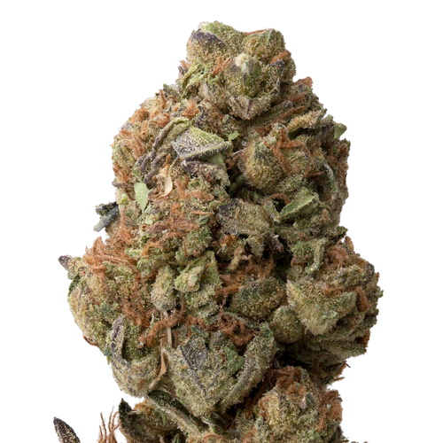 Gorilla Glue #4 THCA Flower | 28 Grams