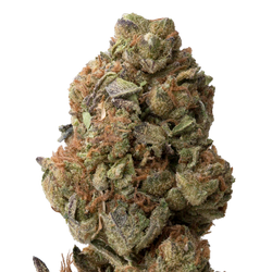 Betty Ford THCA Flower macro
