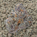 Black cherry Gelato Smalls THCa Flower supergreenshempco