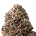 black mamba macro