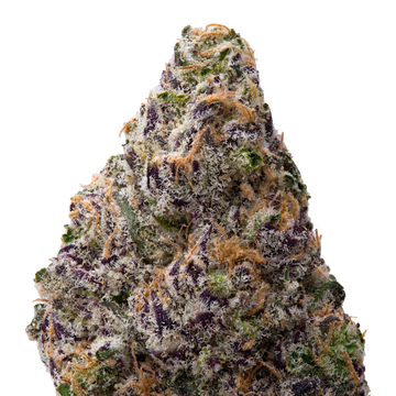 Black Amber THCA Flower macro