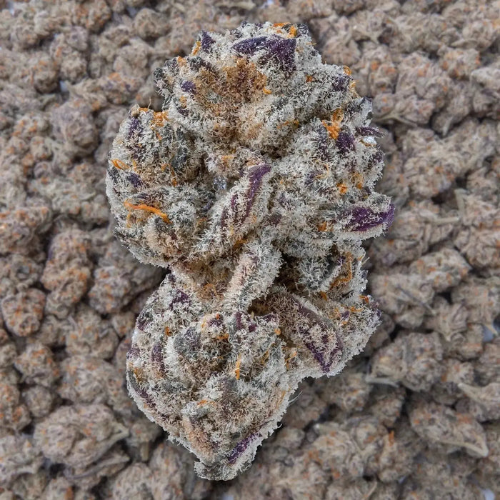 Burnout Cookies THCa Flower supergreenshempco