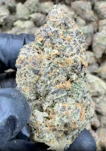 Candyland Indoor THCa Flower Ounce 