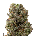 Grand Daddy Purp Greenhouse THCa Flower | 28 Grams 