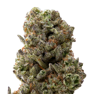 Grand Daddy Purp Greenhouse THCa Flower | 28 Grams 