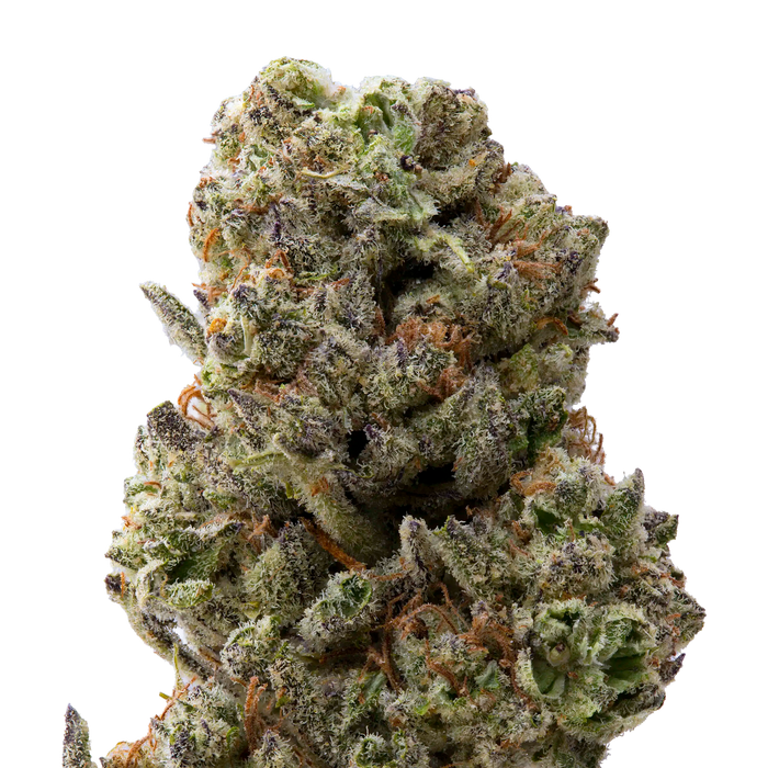 Grand Daddy Purp Greenhouse THCa Flower | 28 Grams 