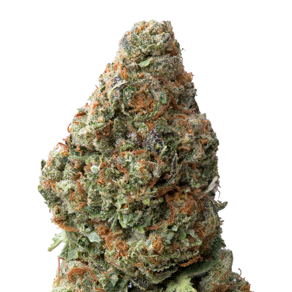 Garlic Cookies THCA Flower macro