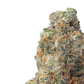 gelato 33 thca flower close up