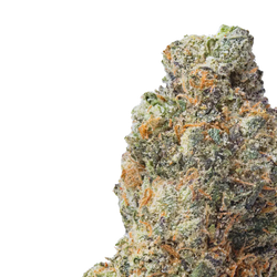 gelato 33 thca flower close up