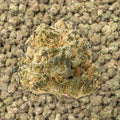 Gelato 41 Smalls THCa Flower supergreenshempco