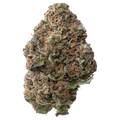 Gelato THCA Flower | 28 Grams 