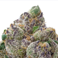 Gelato THCa Flower 