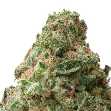 Gorilla Glue #4 (GG4) THCa Flower Macro