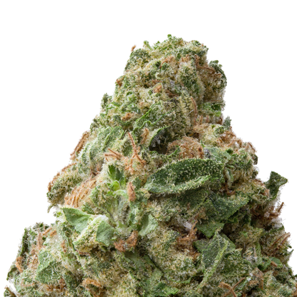 Gorilla Glue #4 (GG4) THCa Flower Macro