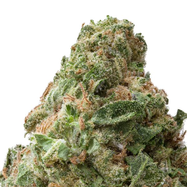 Gorilla Glue #4 (GG4) THCa Flower Macro
