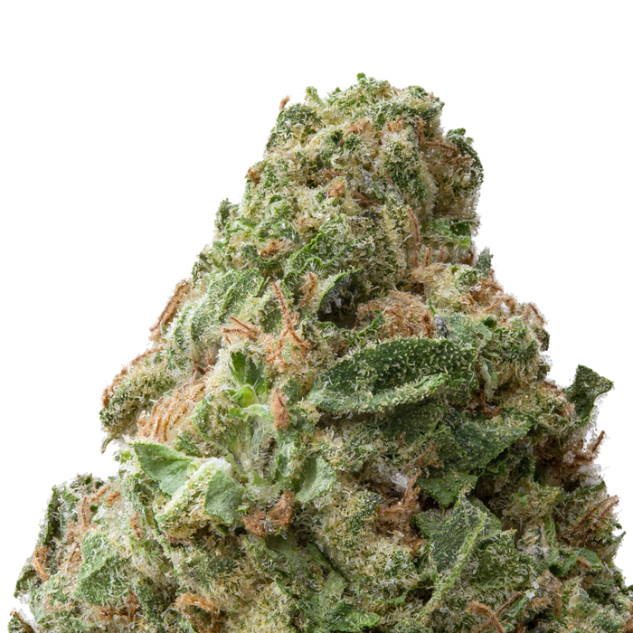 Gorilla Glue #4 (GG4) THCa Flower Macro