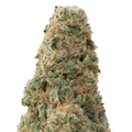 Green Crack Big THCA Flower macro