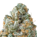 Guava THCa Flower Macro