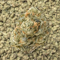 Gushers Smalls THCa Flower supergreenshempco